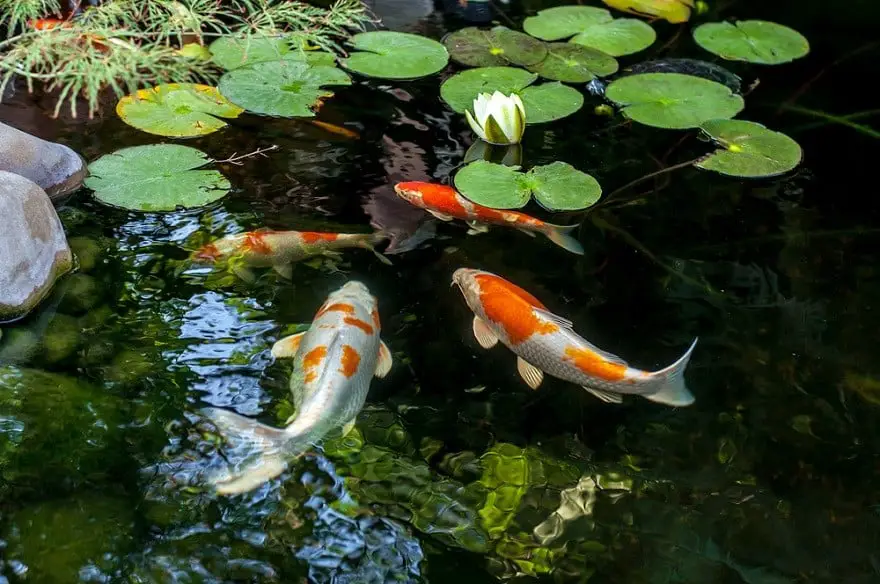 What Is A Koi Fish?