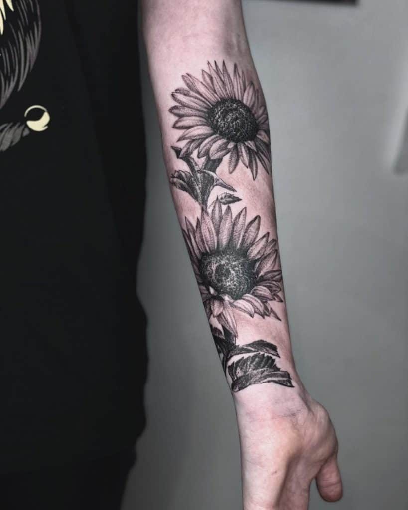 non color sunflower