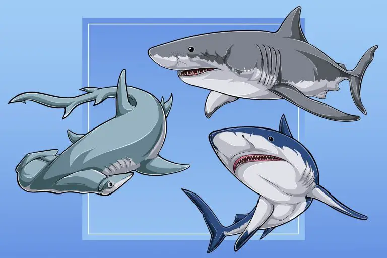 38 Popular and Meaningful Shark Tattoo Design Ideas (2023 Updated)