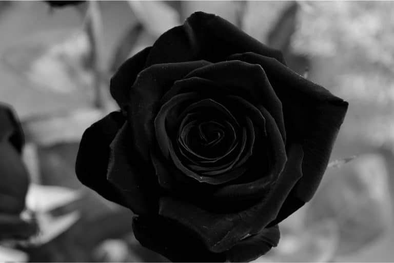 Black Rose Tattoo Meaning: Read This Before You Choose the Final Tattoo Design!